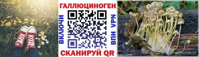 где купить   Ливны  Галлюциногенные грибы Cubensis 